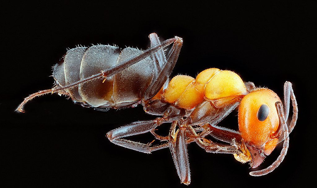 Ant Control service in Warren, MI