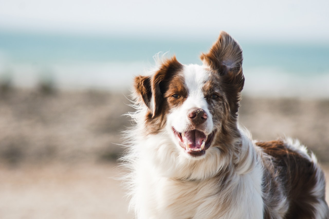 Flea & Tick Control service in Warren, MI