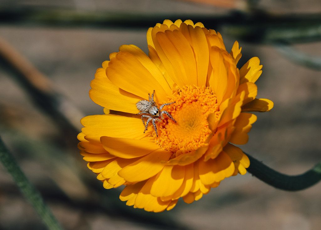 Spider Control service in Warren, MI